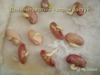 Прорастание семян по дням