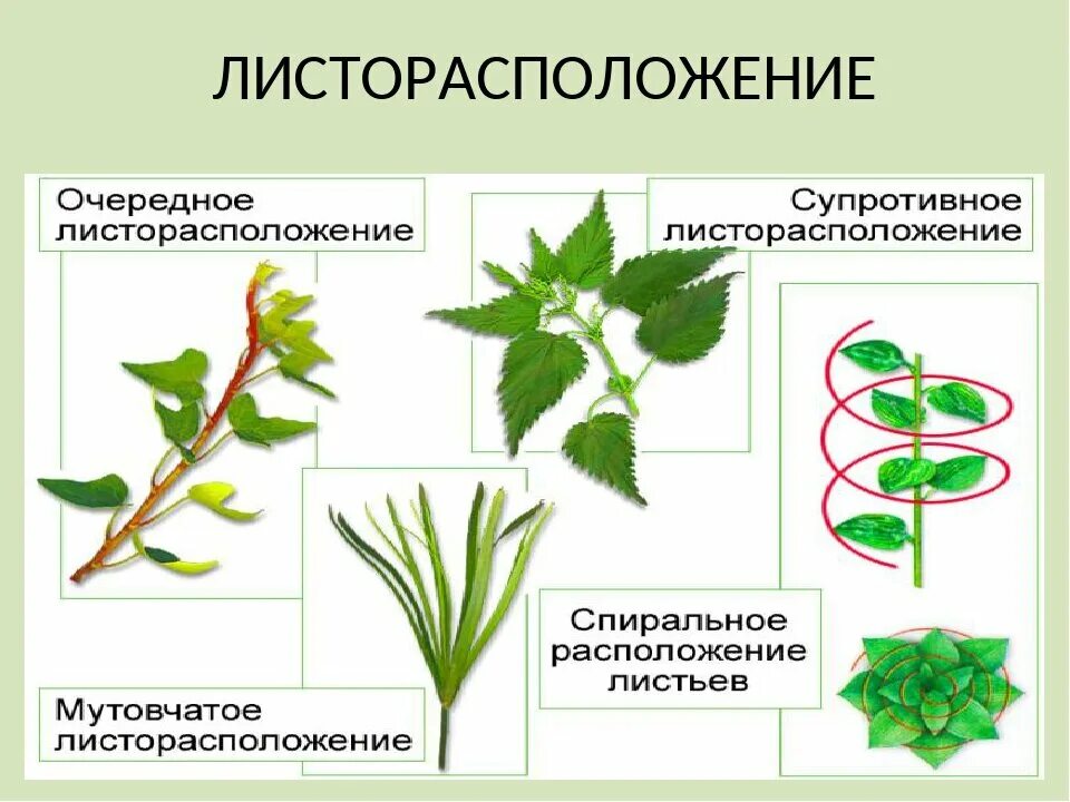 Очередное супротивное мутовчатое листорасположение. Каланхоэ листорасположение. Лист каштана листорасположение. Местоположения растений