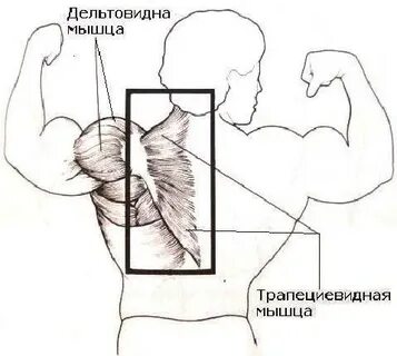 Дельтовидная мышца плеча лечение