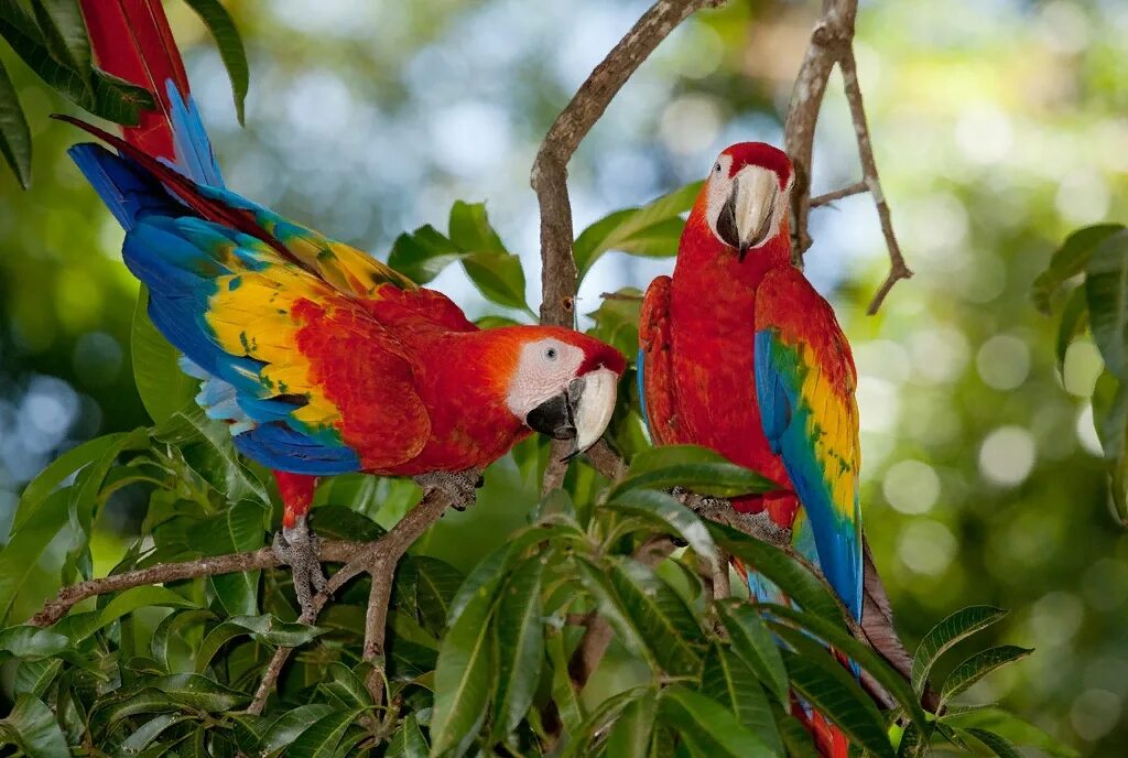Разноцветное какаду. Попугай ара в Южной Америке. Сельва попугай ара. Попугай ара в Бразилии красный. Попугаи экваториальных лесов Африки.