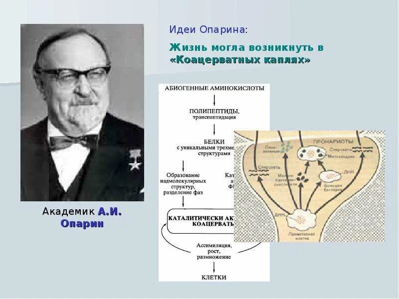 А и опарин холдейна. Опарин и холдейн теория. опыт опарина и холдейна. академик опарин. опарин эксперимент.