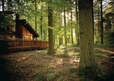 Forest holidays
