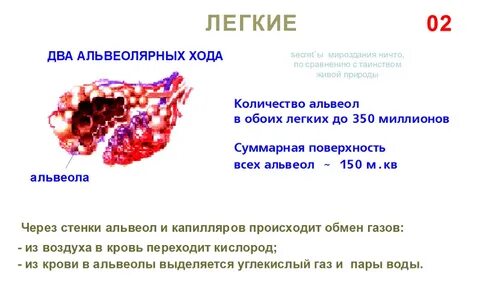 Поверхность альвеол