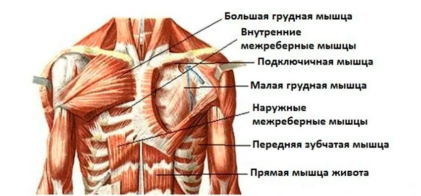 Грудные мышцы анатомия