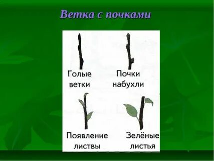 Развертывание первых листьев дата