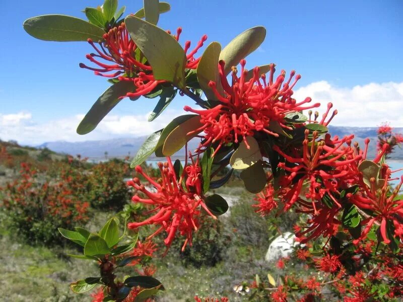 Ботанический сад кирстенбош юар. Стране растении. Тропические леса коста рики. Германия национальные символы растения. Чили северная америка.