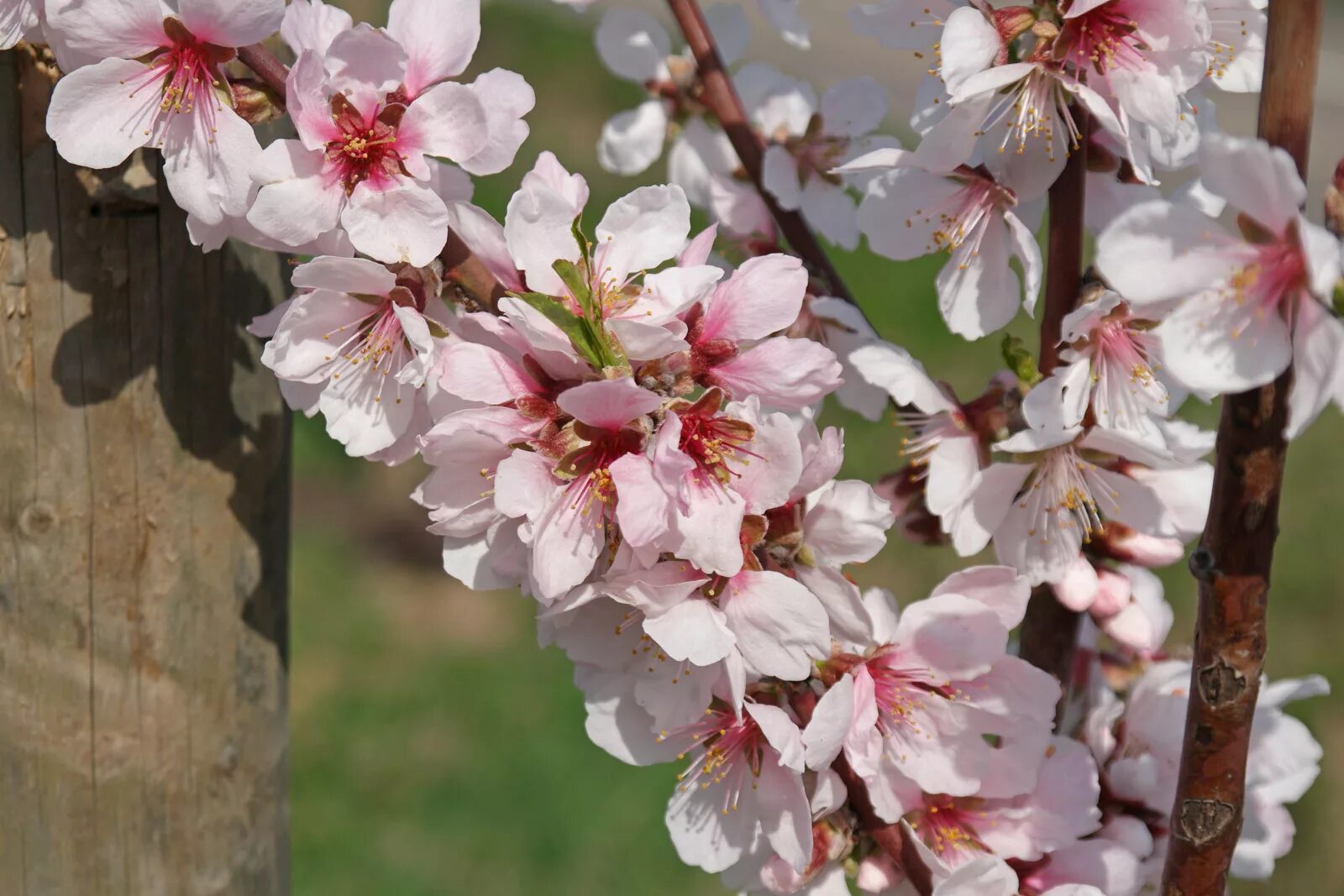 Миндаль великий. Миндаль (Prunus Dulcis). Миндаль обыкновенный (Amygdalus communis). Миндаль обыкновенный Горький.