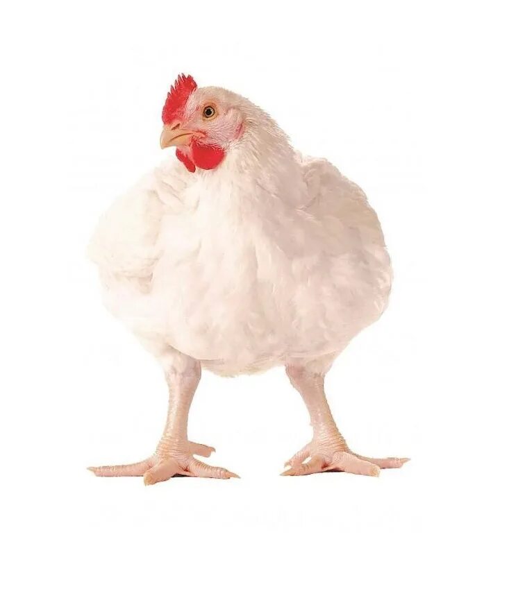 Бройлеры иза хаббард ф15. Бройлер росс 308. Бой лер. Бройлер кросс росс 308. Куры бройлеры арбор айкрес.