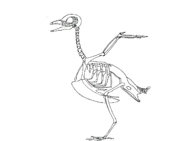Скелет голубя. Скелет птицы без подписей. Скелет птички. Скелет птицы с подписями.