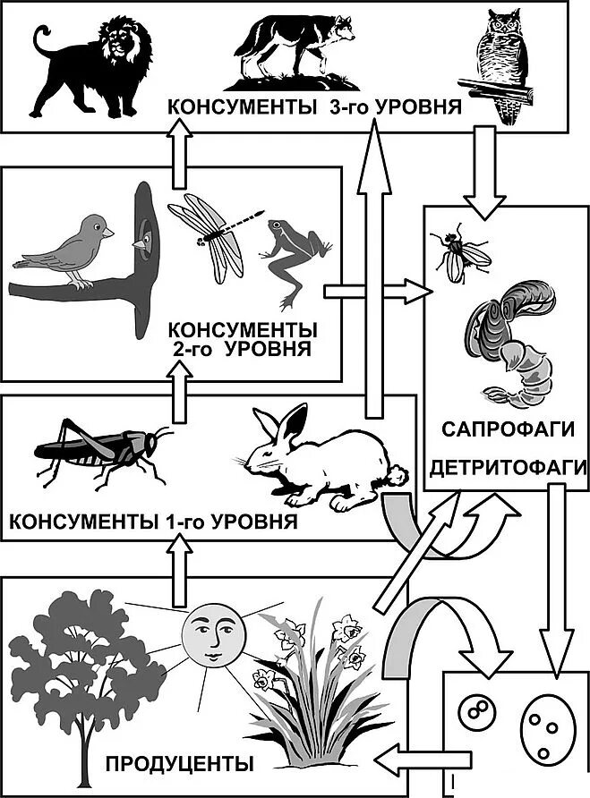 Цепь питания продуценты консументы редуценты. Схема цепи питания продуценты консументы редуценты. Пищевая цепь питания редуценты консументы. Цепи питания продуценты консументы редуценты примеры.