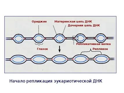 Материнская днк