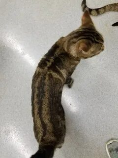 Почему кошка худая