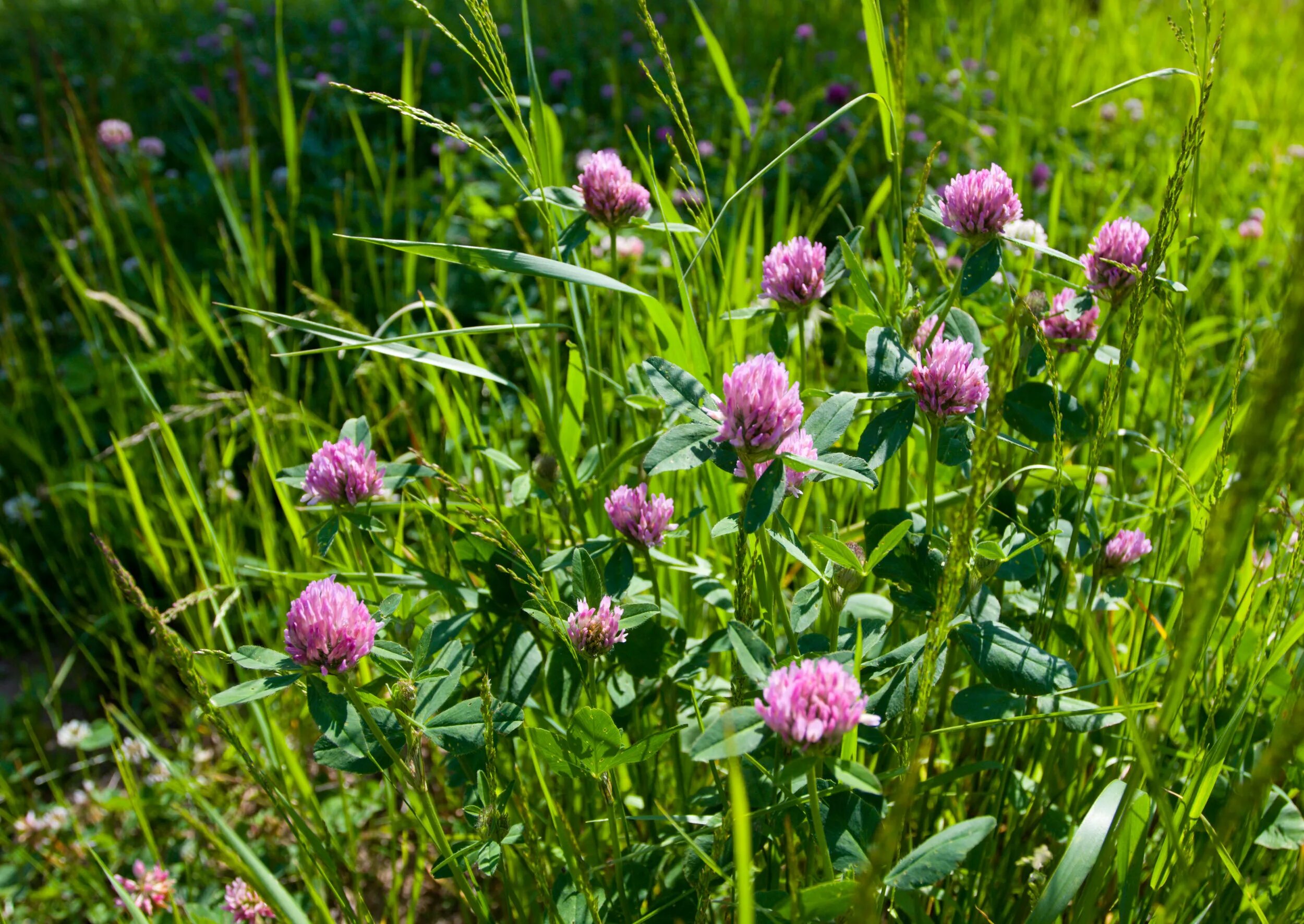 Клевер Луговой. Красный Клевер Trifolium pratense. Сидерата Клевер Луговой. Клевер Луговой розовый. Клевер трава купить