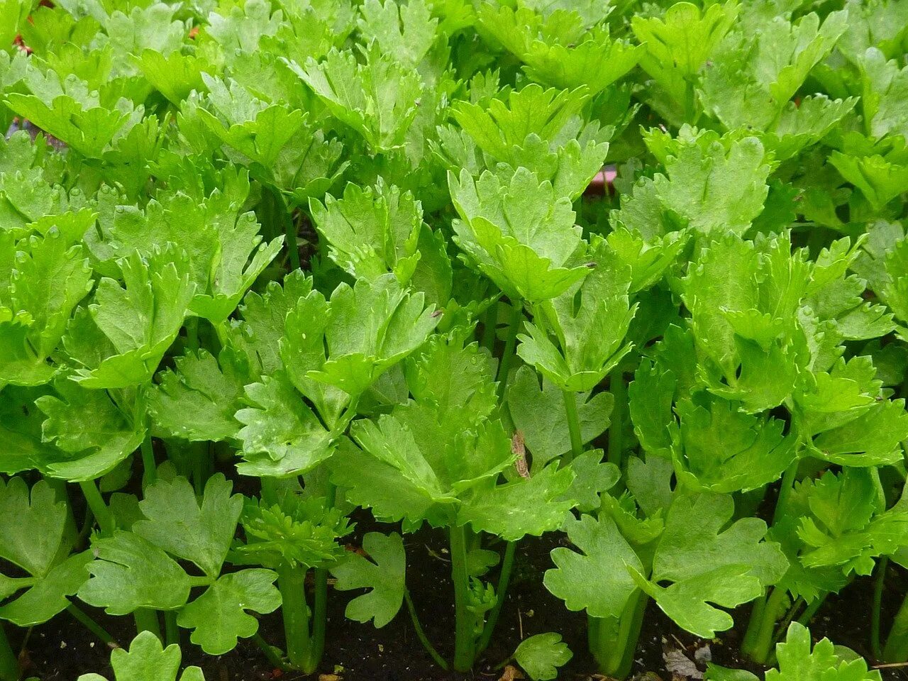 Как выглядит сельдерей на грядке. Сельдерей apium graveolens. листовой сельдерей пикант. сельдерей и петрушка. кинза черешковая.
