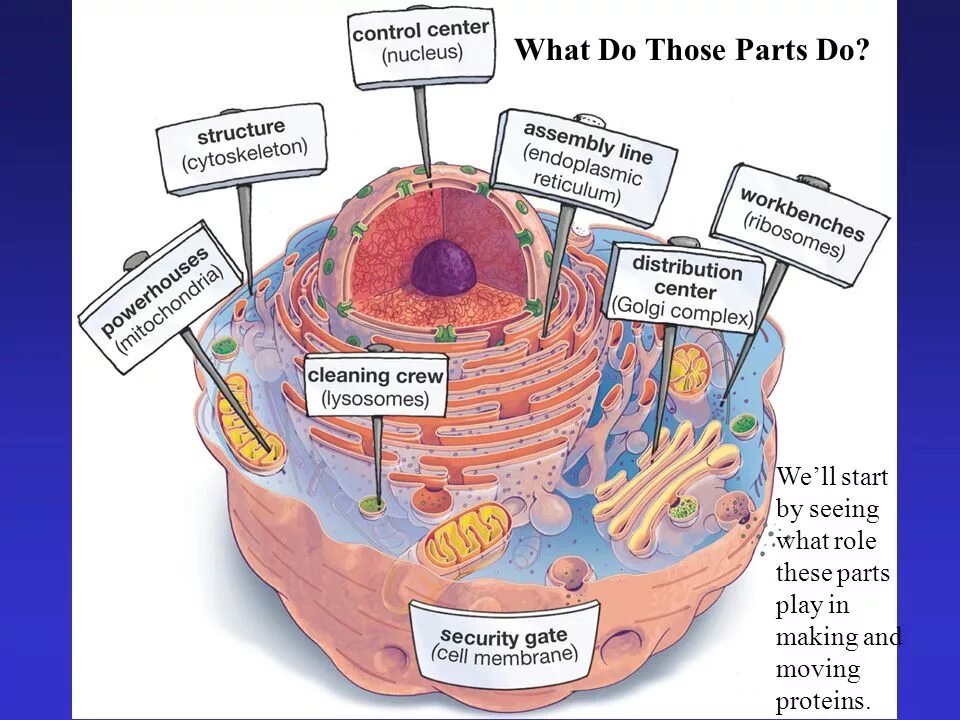 J cell biol. Cellular biology. cell biology. цитология рисунок. клетка это в географии.