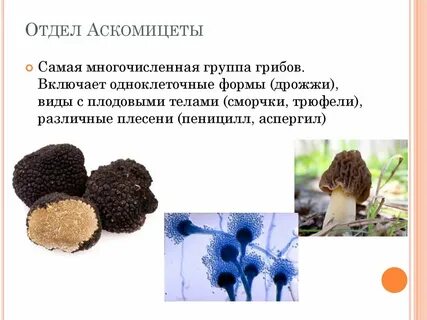Аскомицеты представители