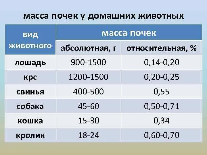 Сколько весила почка. Масса почек в норме. Масса почки у взрослого человека. Масса почек у детей.