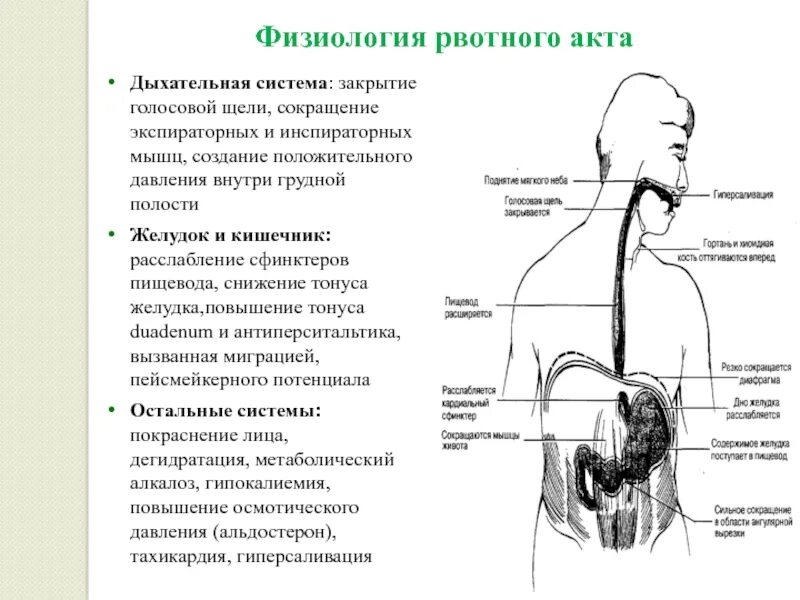 Пищеварение в ротовой полости и в желудке. Пищеварение в полости рта и желудка презентация. Пищеварение в ротовой полости желудке и кишечнике. Акт рвоты физиология.