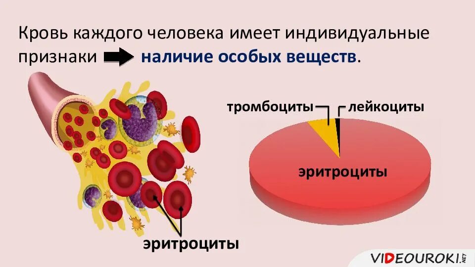 Что такое тканевая совместимость. Тканевая совместимость и переливание крови. тканевая совместимость и переливание групп крови. биология тканевая совместимость и переливание крови. тканевая совместимость и переливание крови таблица.