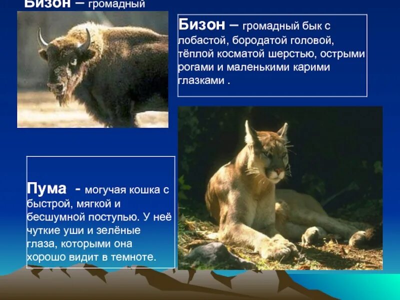 Где живет пума на каком материке. В северной америке обитают кенгуру. бизон и пума. где обитает пума на каком материке. пума где обитает природная зона.