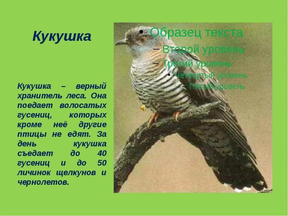 Птица кукушка жизнь