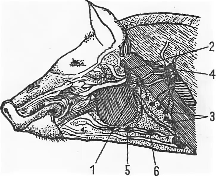 Сонная артерия у свиньи где фото