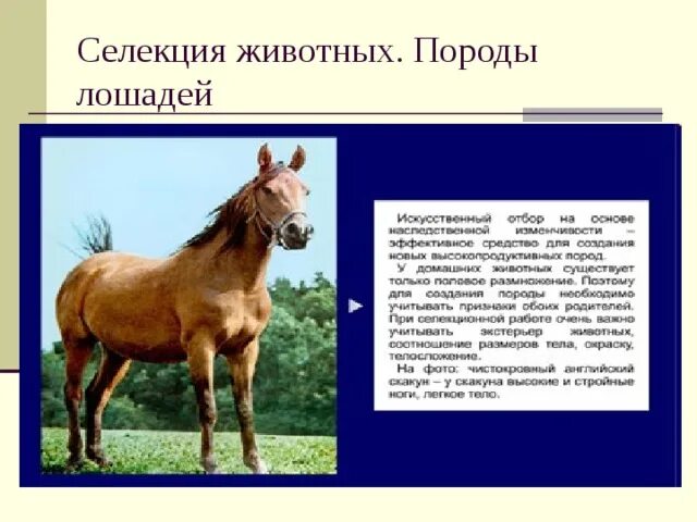 Селекция пород животных. Селекция лошадей. Породы лошадей селекция. Селекция лошадей презентация.