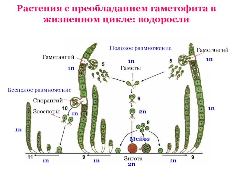 Гаметофит имеет набор хромосом. Жизненный цикл растений улотрикса. Цикл развития водорослей схема. Жизненный цикл улотрикса схема. Цикл водоросли улотрик.