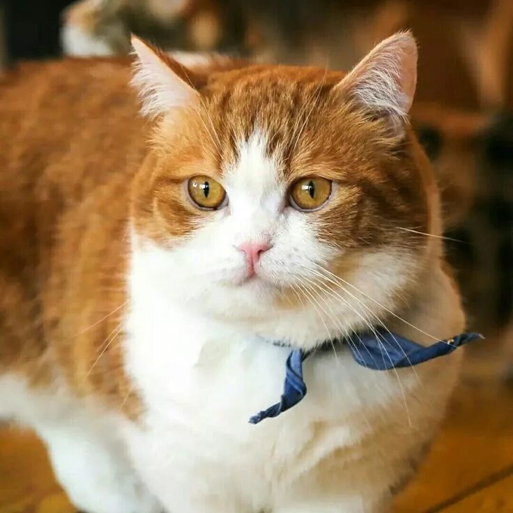 Самый короткий кот. Рыжий кот с белыми лапами.
