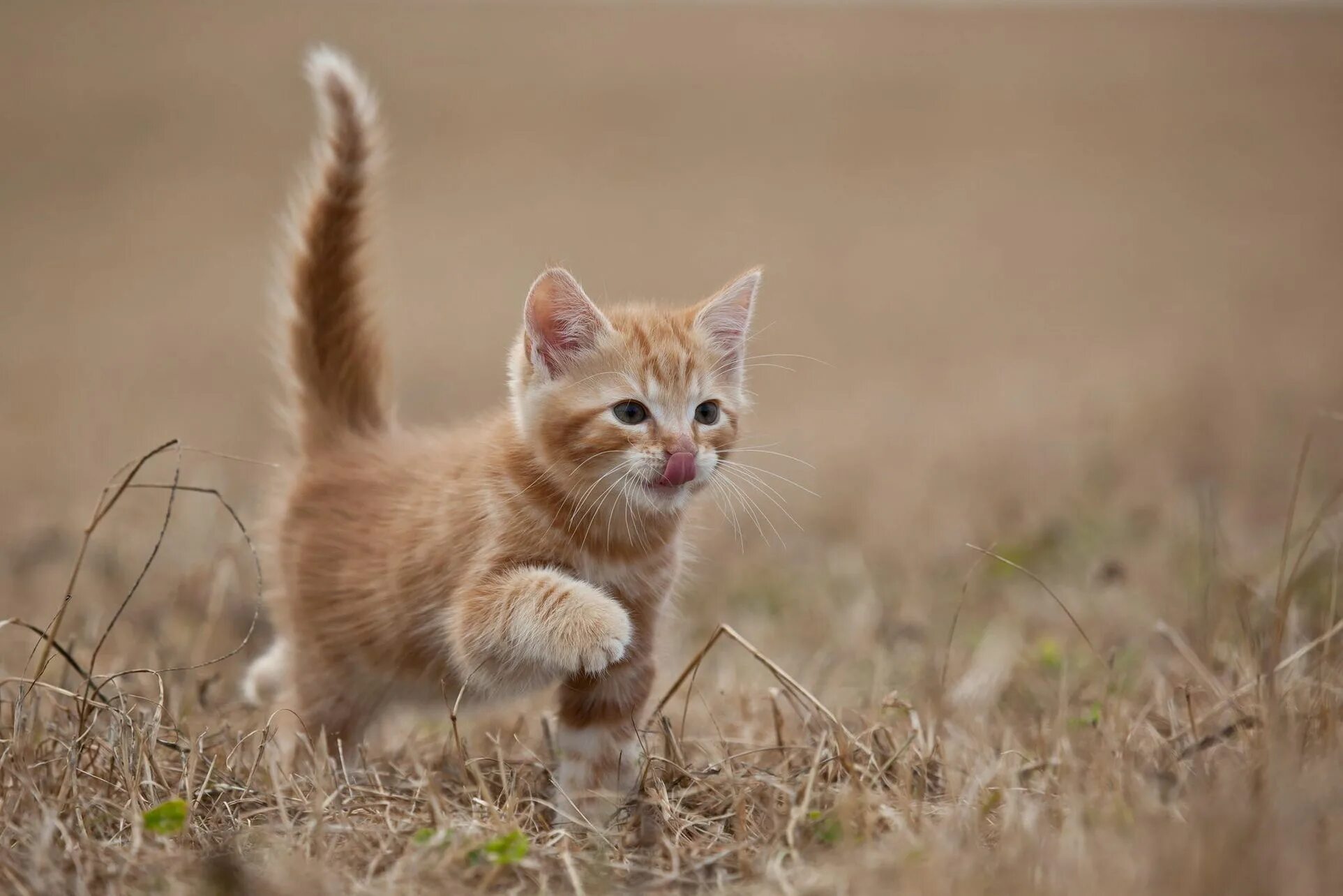 Хорошие качества кота. Манчкин рыжий котенок. Рыжий котёнок. Рыжая кошка. Красивые котики.