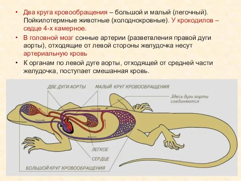 Круги кровообращения у крокодила. 2 Круга кровообращения имеют. Два круга кровообращения у земноводных. Два круга кровообращения у животных. У земноводных один круг кровообращения.