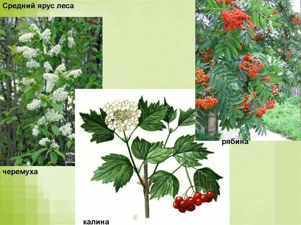 Боярышник ярус. Береза и рябина. Черемуха и яблоня. Боярышник кроваво-красный куст. 3 ярус кустарники.