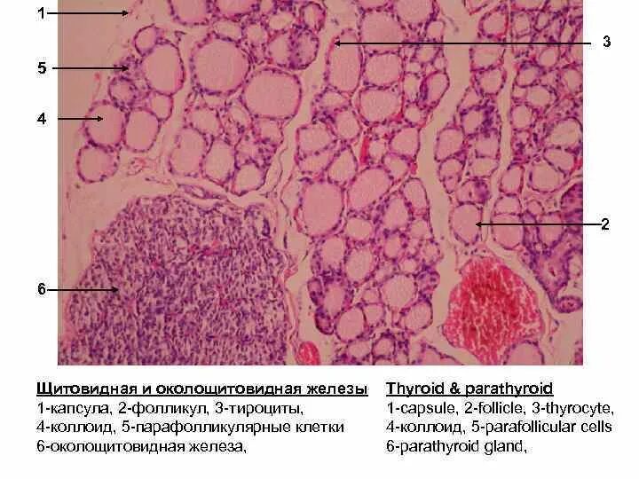 Паращитовидная железа гистология препарат. Околощитовидная железа гистология препарат. Строение околощитовидной железы гистология. Щитовидная железа гистология препарат.