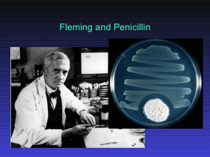 Антибиотики пенициллин флеминг. Эксперимент флеминга. Эксперимент флеминга. Изобретатель антибиотиков флеминг. Флеминг пенициллин 1928.