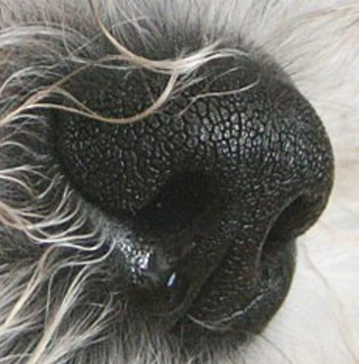 У собаки на носу корка. Нос собаки. Собачий нос под микроскопом. Пластиковые собачьи носы.