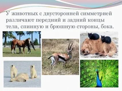 Ответ у животного на фотографии симметрия тела