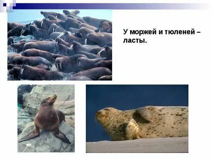 Среда обитания тюленя