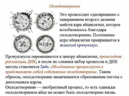 Благодаря оплодотворению и мейозу