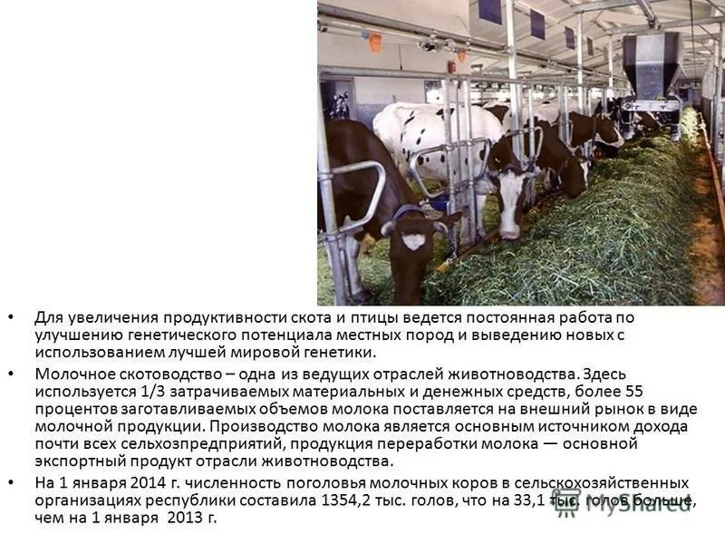 Молочная ферма жупиков. Животноводство мясо молочного направления. Молочное животноводство в россии карта. Спк зимницкий молочное скотоводство. Молочное скотоводство размещается преимущественно в районах.