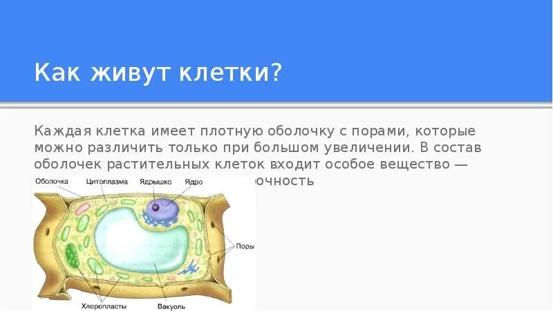 Оболочка в растительной клетке ответ. Оболочка растительной клетки. В состав оболочки растительной клетки входит. Состав оболочки растительной клетки. Плотная клеточная оболочка.