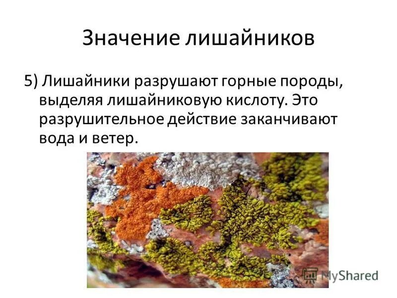 Лишайники комплексные симбиотические организмы 5 класс. Лишайники комплексный низший организм. Лишайники комплексные организмы. Лишайники комплексный низший организм. Лишайники комплексные организмы.