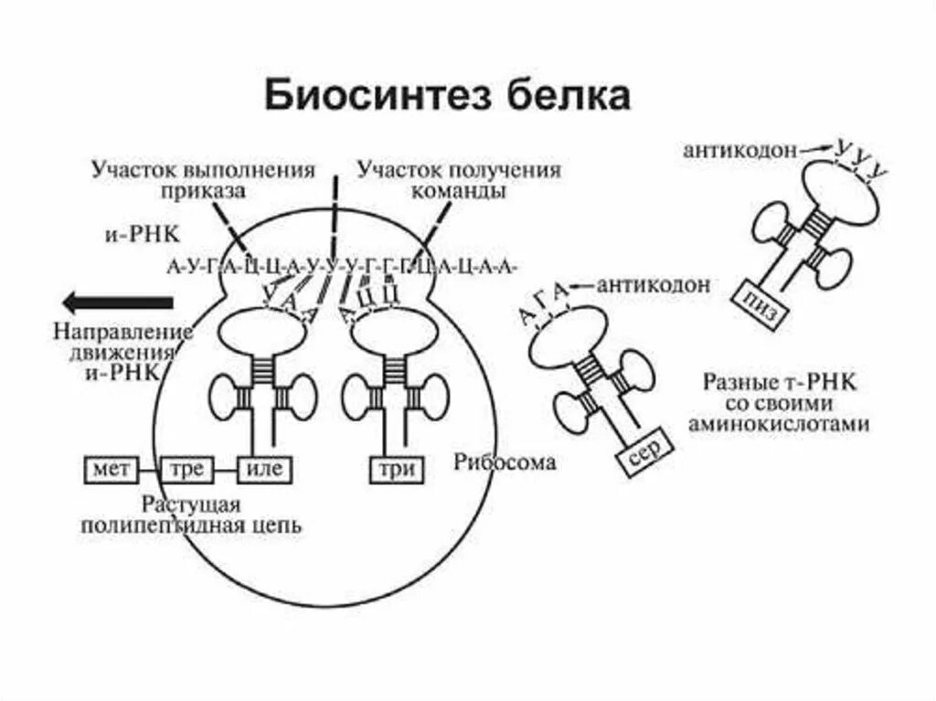 Схема биосинтеза белка. Схема синтеза белка в рибосоме трансляция. Основные этапы биосинтеза белка схема. Этапы биосинтеза белка схема. Общая схема биосинтеза белка.