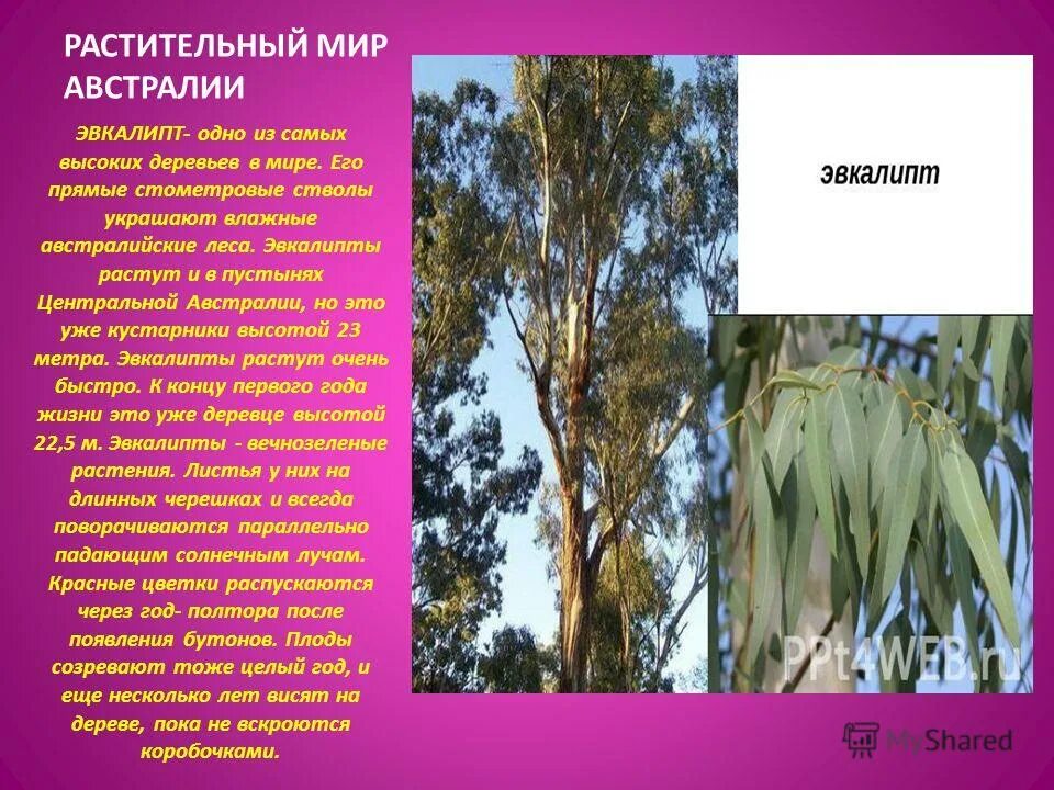 эвкалипт дерево. эвкалипт доклад. эвкалипт дерево описание. где растет эвкалипт. эвкалипт эндемик австралии.