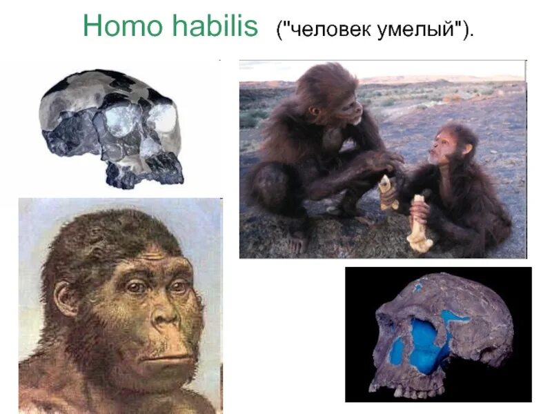 Эволюция homo. Хомо эректус хомо сапиенс хабилис. Эволюция человека homo sapiens. Прямохождение человека. Хомо хабилис хомо сапиенс таблица.