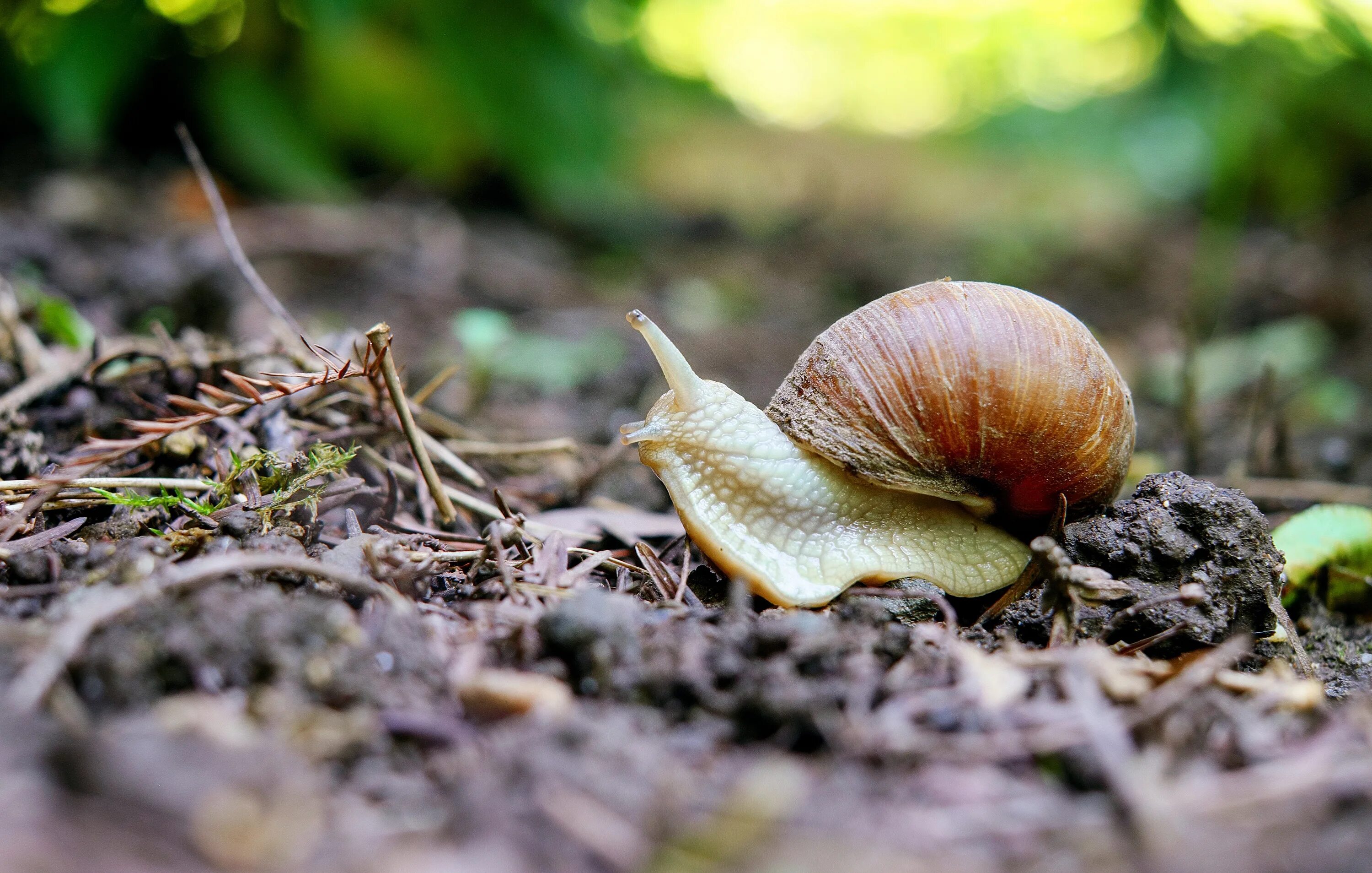 Улитка в анабиозе. Helix lucorum. Почвенные улитки. Земля для улиток.