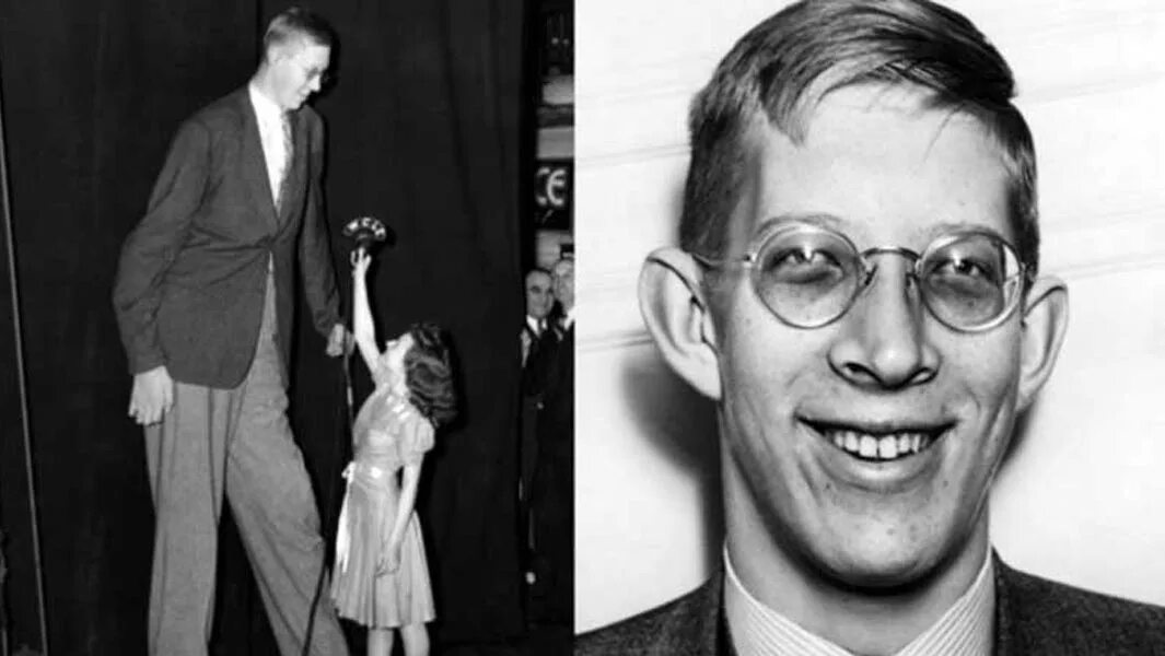 Tallest human. Оливье риу 213 см. Tallest human. Человек рядом с линейкой. Tallest human.