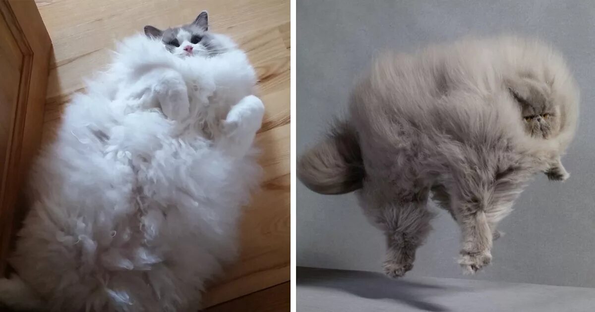 Котенка зовут пушок