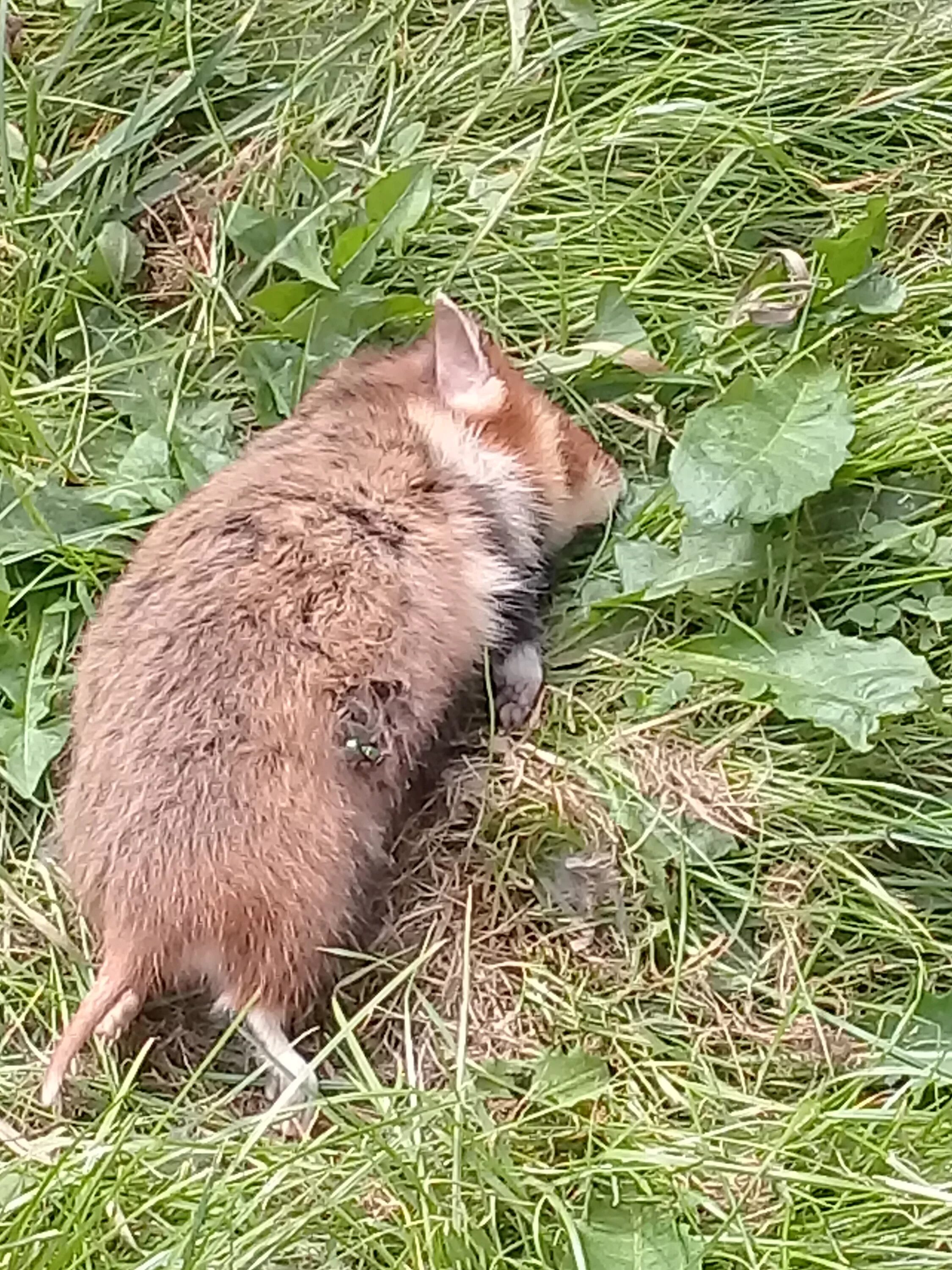 Wild hamsters, Sweet animals, Hamster treats