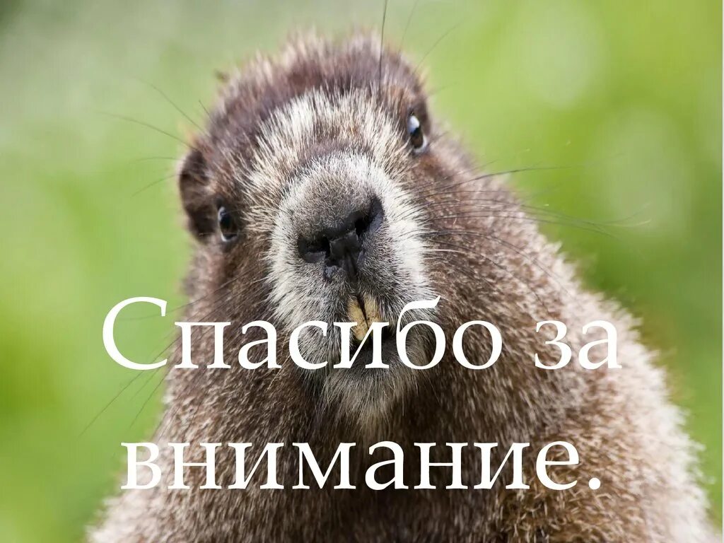 бобр мультяшный. бобер говорящий том. бобер смешной. бобер из мультика. говорящий бобр.