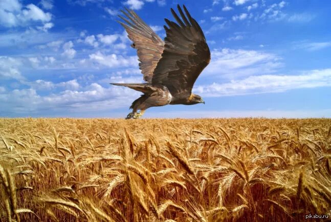 Эмблемы охраны чоп. Охранные услуги эмблема. Логотип охранного агентства. Чоп беркут логотип. Тоо беркут.